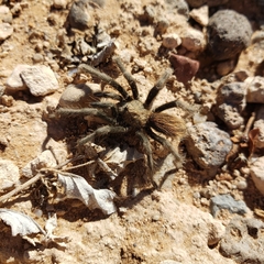 Aphonopelma paloma