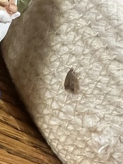 Epiphyas postvittana