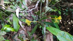 Palicourea quadrifolia