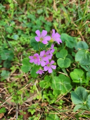 Oxalis debilis