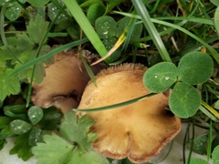 Hydnangiaceae