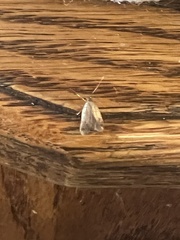 Epiphyas postvittana