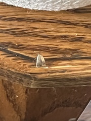 Epiphyas postvittana