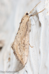 Evergestis isatidalis