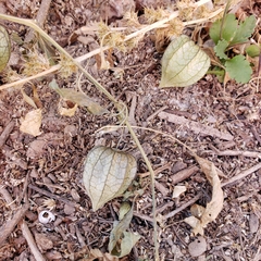 Physalis hederifolia