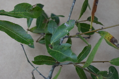 Quercus laurifolia