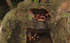 Doratogonus infragilis