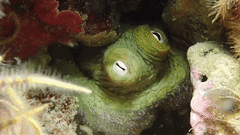 Octopus bimaculoides