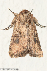 Mythimna languida