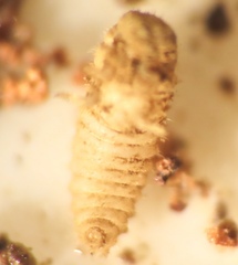 Lycoperdina ferruginea