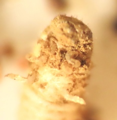 Lycoperdina ferruginea