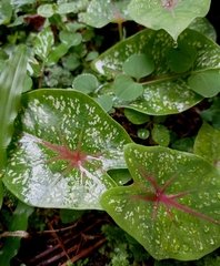Caladium