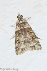 Eudonia lineola