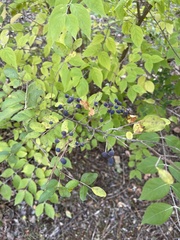 Ligustrum sinense
