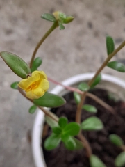 Mecardonia procumbens