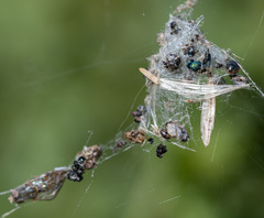 Cyclosa