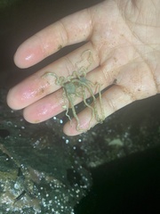 Amphiodia occidentalis