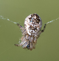 Cyclosa
