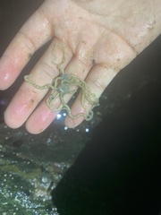 Amphiodia occidentalis