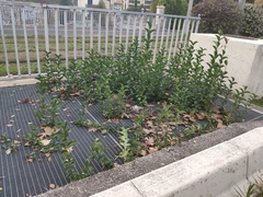 Ligustrum japonicum
