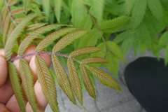 Sorbaria sorbifolia