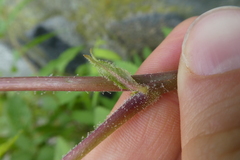 Sorbaria sorbifolia