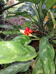 Aglaonema