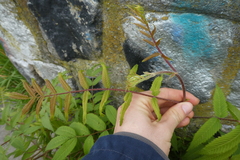 Sorbaria sorbifolia