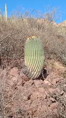Ferocactus emoryi emoryi