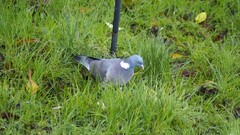 Columba palumbus