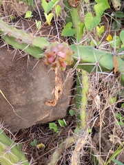 Acanthocereus tetragonus