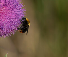 Bombus bellicosus