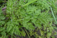 Anthriscus caucalis