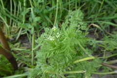 Anthriscus caucalis