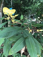 Heliconia