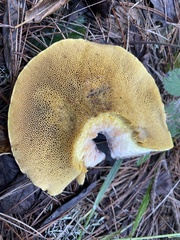 Suillus brevipes