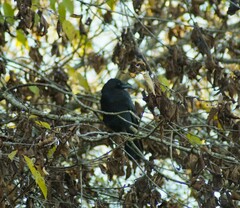 Corvus corone