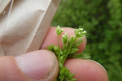 Anthriscus caucalis
