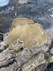 Fomitiporia punctata