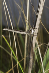 Ascaloptynx appendiculata