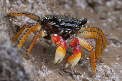 Goniopsis pulchra