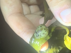 Onchidoris bilamellata