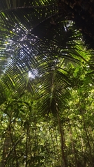 Astrocaryum murumuru