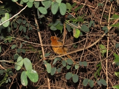 Cossypha natalensis natalensis