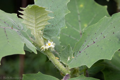 Solanum quitoense