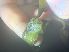 Onchidoris bilamellata