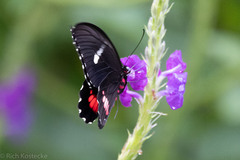 Parides erithalion