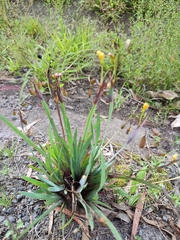 Sisyrinchium