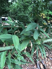 Heliconia