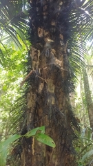 Astrocaryum murumuru